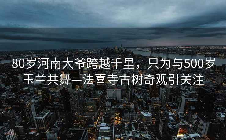 80岁河南大爷跨越千里，只为与500岁玉兰共舞—法喜寺古树奇观引关注